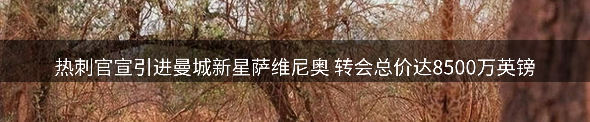 品牌资讯